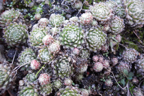 sempervivum langgeri